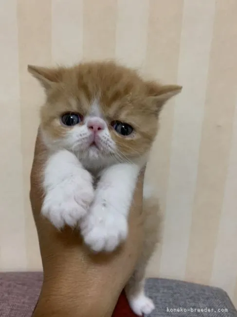 ID:2106-00271の子猫