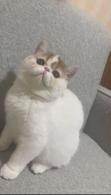 ID：2112-01619の子猫