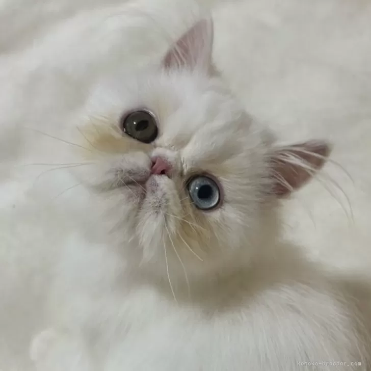 ID:2408-02979の子猫