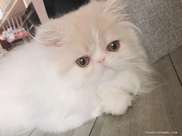 ID:2108-00206の子猫