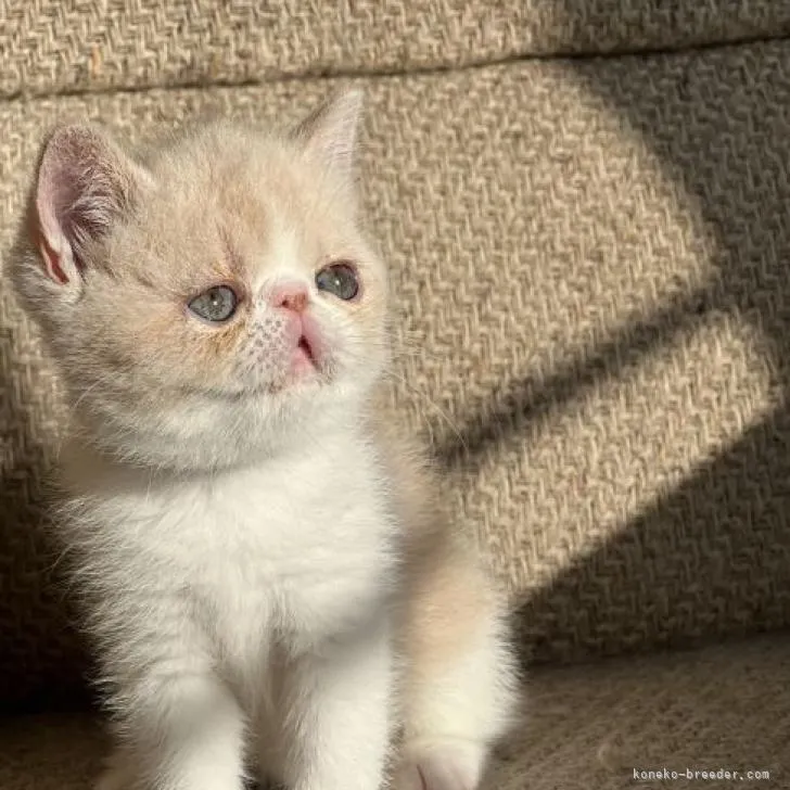 ID:2212-02239の子猫