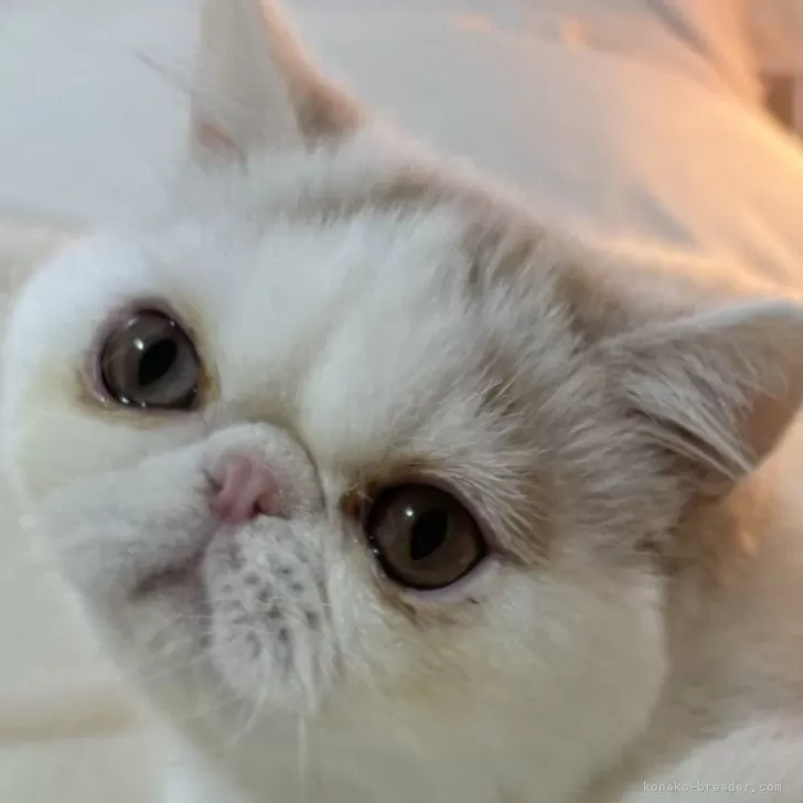 ID：2405-01178の子猫