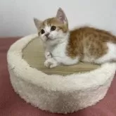 マンチカン(短足)【神奈川県・男の子・2024年10月24日・レッドタビー&ホワイト】の写真5