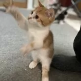 マンチカン(短足)【神奈川県・男の子・2024年10月24日・レッドタビー&ホワイト】の写真10