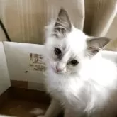 ラグドール【神奈川県・女の子・2025年8月28日・ブルーポイントバイカラー】の写真12