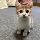 マンチカン(短足)【神奈川県・男の子・2024年10月24日・レッドタビー&ホワイト】の写真12