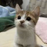 マンチカン(短足)【神奈川県・男の子・2024年10月24日・レッドタビー&ホワイト】の写真13