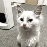 ラグドール【神奈川県・女の子・2025年8月28日・ブルーポイントバイカラー】の写真13