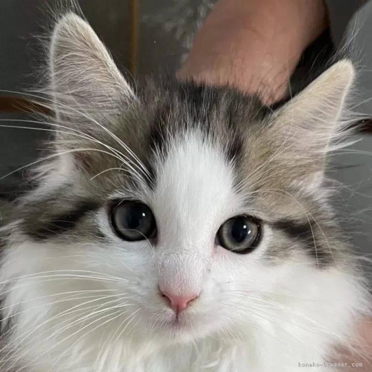 T.T 様のお迎えした子猫