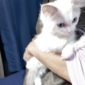 ラグドール【神奈川県・女の子・2025年8月20日・ブルーポイントバイカラー（フワフワな長毛）】の写真「兄弟で走りまわってる女の子」