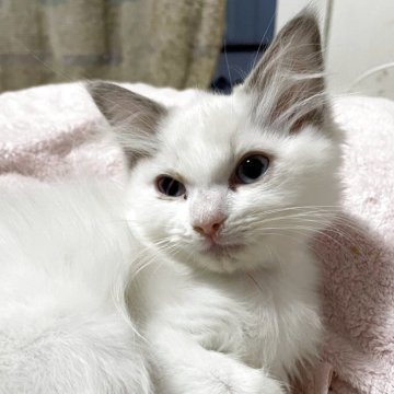 ラグドール【神奈川県・女の子・2025年8月20日・ブルーポイントバイカラー（フワフワな長毛）】の写真「兄弟で走りまわってる女の子」