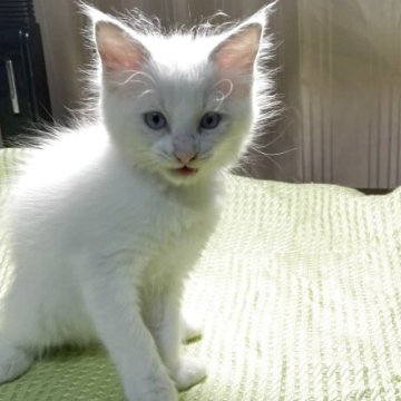 ラグドール【神奈川県・男の子・2025年8月20日・ブルーポイントバイカラー（フワフワな長毛）】の写真「人懐っこく元気でよく遊ぶ男の子」
