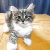 ノルウェージャンフォレストキャット