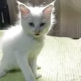 ラグドール【神奈川県・男の子・2025年8月20日・ブルーポイントバイカラー】の写真1