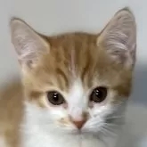 マンチカン(短足)【神奈川県・男の子・2024年10月24日・レッドタビー&ホワイト】の写真1