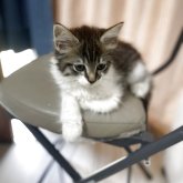 ノルウェージャンフォレストキャット