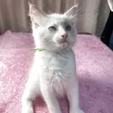 ラグドール【神奈川県・男の子・2025年8月20日・ブルーポイントバイカラー】の写真3