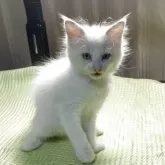 ラグドール【神奈川県・男の子・2025年8月20日・ブルーポイントバイカラー】の写真4