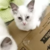 ラグドール【神奈川県・女の子・2025年8月28日・ブルーポイントバイカラー】の写真6