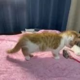 マンチカン(短足)【神奈川県・男の子・2024年10月24日・レッドタビー&ホワイト】の写真8