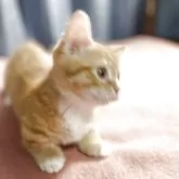 マンチカン(短足)【神奈川県・男の子・2025年2月15日・レッドタビー&ホワイト】の写真9