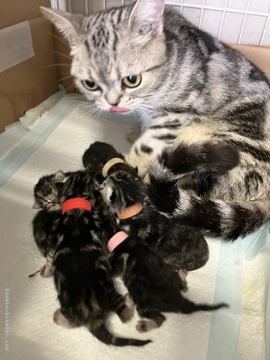 高柳恵ブリーダーのブログ：子猫が産まれました☺️