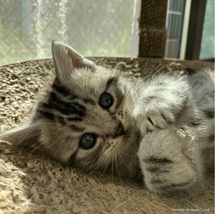 ID：2411-02526の子猫