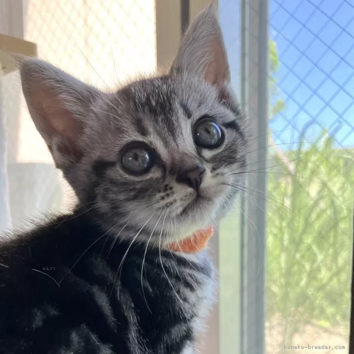 ID:2408-00362の子猫