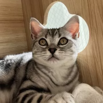 ネコ　　猫　セーター　アメリカンショートヘア アメリカンショートヘアー 】パパはトリプルチャンピオン！良