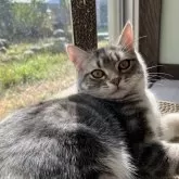 アメリカンショートヘア【静岡県・男の子・2023年9月8日・シルバータビー】の写真3