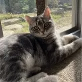 アメリカンショートヘア【静岡県・男の子・2023年9月8日・シルバータビー】の写真5