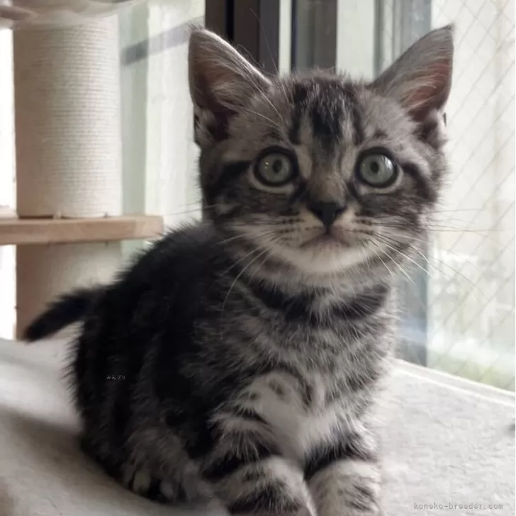 ID:2506-00514の子猫
