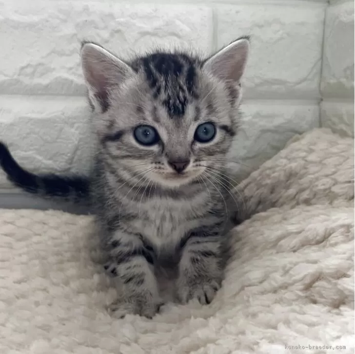 ID：2506-00325の子猫