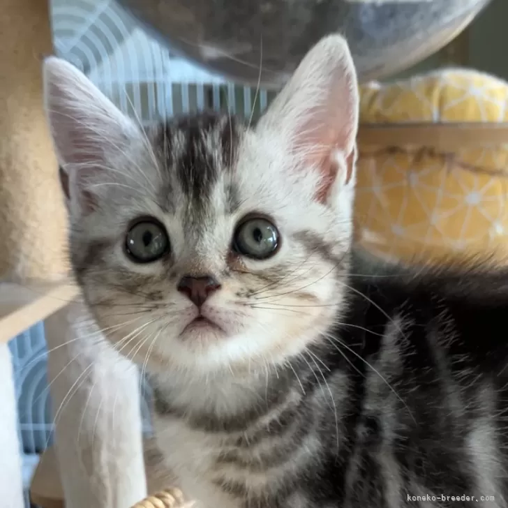 ID:2507-03091の子猫