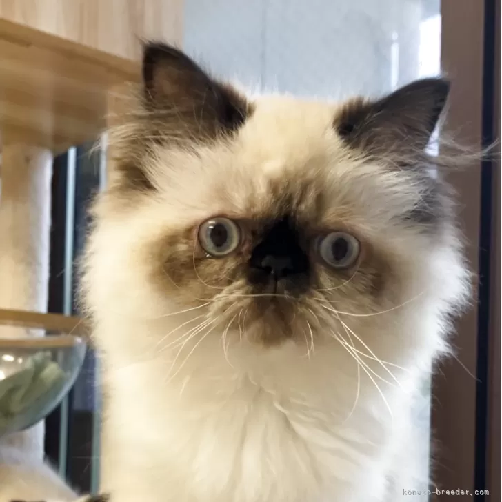 ID：2501-00306の子猫