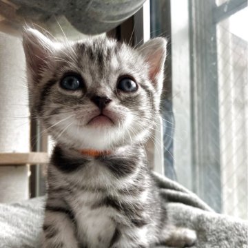 アメリカンショートヘア【静岡県・男の子・2025年9月22日・シルバータビー】の写真「おくちぷっくり男の子^ ^」