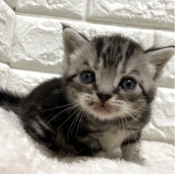 アメリカンショートヘア【静岡県・男の子・2025年9月22日・シルバータビー】の写真「口元にお豆の模様☺️」