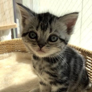 アメリカンショートヘア【静岡県・女の子・2025年9月22日・シルバータビー】の写真「可愛い子猫ちゃん^ ^」