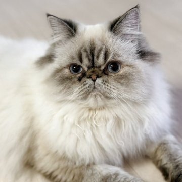 ヒマラヤン【静岡県・女の子・2025年4月2日・リンクスポイント】の写真「抱っこが好きな可愛い女の子☺️」