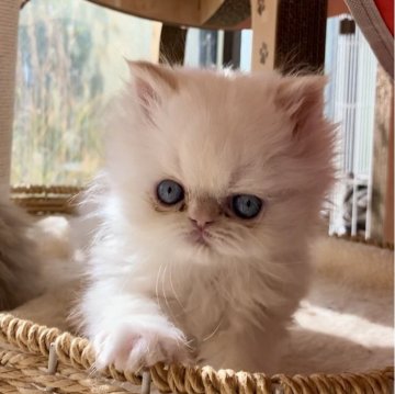 ヒマラヤン【静岡県・男の子・2025年10月26日・クリームポイント】の写真「マイペースな男の子^ ^」