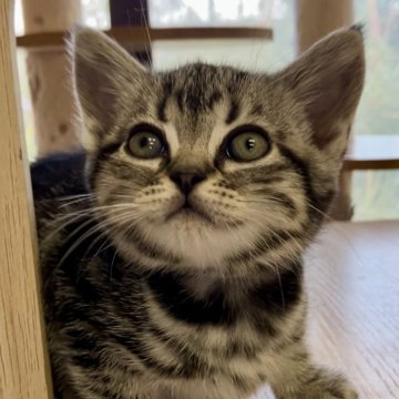 アメリカンショートヘア【静岡県・女の子・2025年9月22日・シルバータビー】の写真「可愛い女の子^ ^」