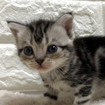 アメリカンショートヘア【静岡県・女の子・2025年9月22日・シルバータビー】の写真「よちよちの子猫ちゃん^ ^」