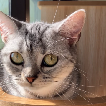 アメリカンショートヘア【静岡県・女の子・2024年8月20日・シルバータビー】の写真「困り顔がとってもキュート☺️」