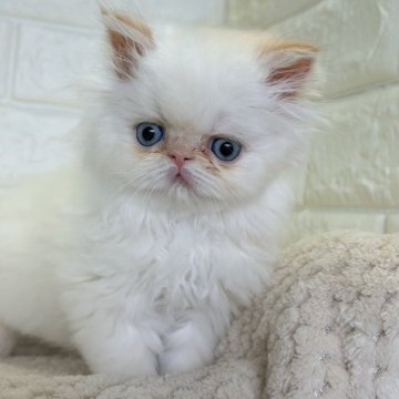 ヒマラヤン【静岡県・男の子・2025年10月26日・クリームポイント】の写真「マイペースな男の子^ ^」