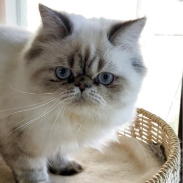 ヒマラヤン【静岡県・女の子・2025年4月2日・リンクスポイント】の写真「ふわふわ可愛い子猫ちゃん☺️」