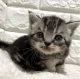 アメリカンショートヘア