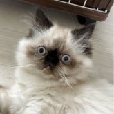 ヒマラヤン