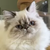 ヒマラヤン