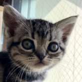 アメリカンショートヘア