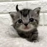 アメリカンショートヘア